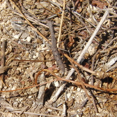 Geomantis larvoides