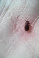Neaspis variegata