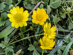 Ranunculus californicus cuneatus