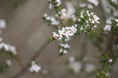 Cyanothamnus anemonifolius anemonifolius