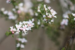 Cyanothamnus anemonifolius anemonifolius