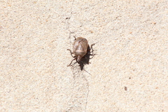 Paramecocephala uruguayensis