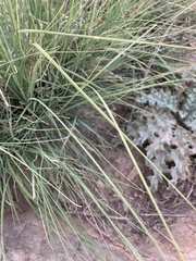 Muhlenbergia alopecuroides