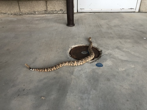 iNaturalist observation photo of Southwestern Speckled Rattlesnake