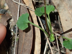 Viola silicestris