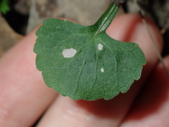 Viola silicestris