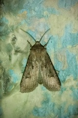 Noctuidae