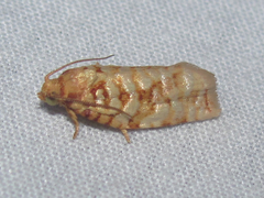 Archips georgiana