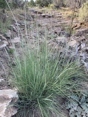 Muhlenbergia alopecuroides