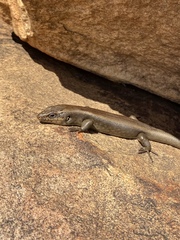 Liopholis personata