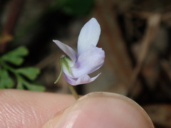Viola silicestris