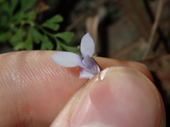 Viola silicestris