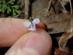 Viola silicestris