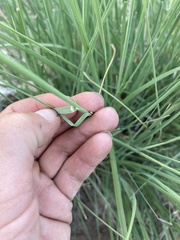Muhlenbergia alopecuroides