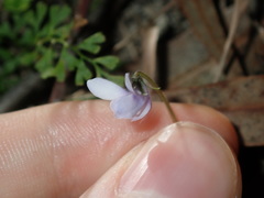 Viola silicestris