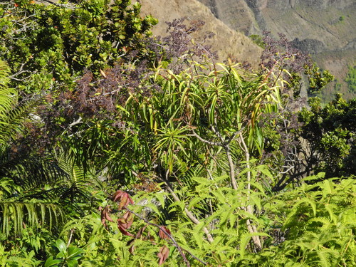 Dubautia microcephala observed 2011-09-25