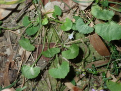 Viola silicestris