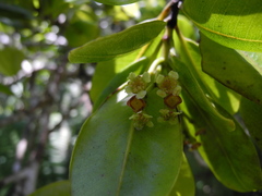 Syzygium sandwicense