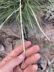 Muhlenbergia alopecuroides