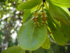 Syzygium sandwicense