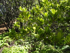 Syzygium sandwicense