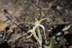 Caladenia polychroma