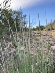 Muhlenbergia alopecuroides