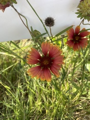 Gaillardia pulchella image