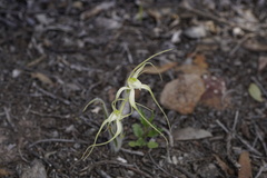 Caladenia polychroma