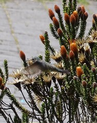 Oreotrochilus chimborazo