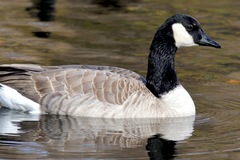 Branta canadensis