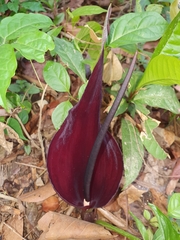 Typhonium roxburghii