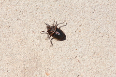 Paramecocephala uruguayensis