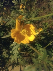Asteroideae