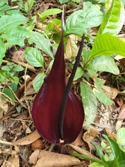 Typhonium roxburghii