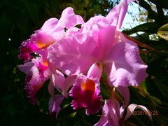 Cattleya trianae