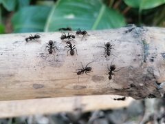 Dolichoderus quadridenticulatus