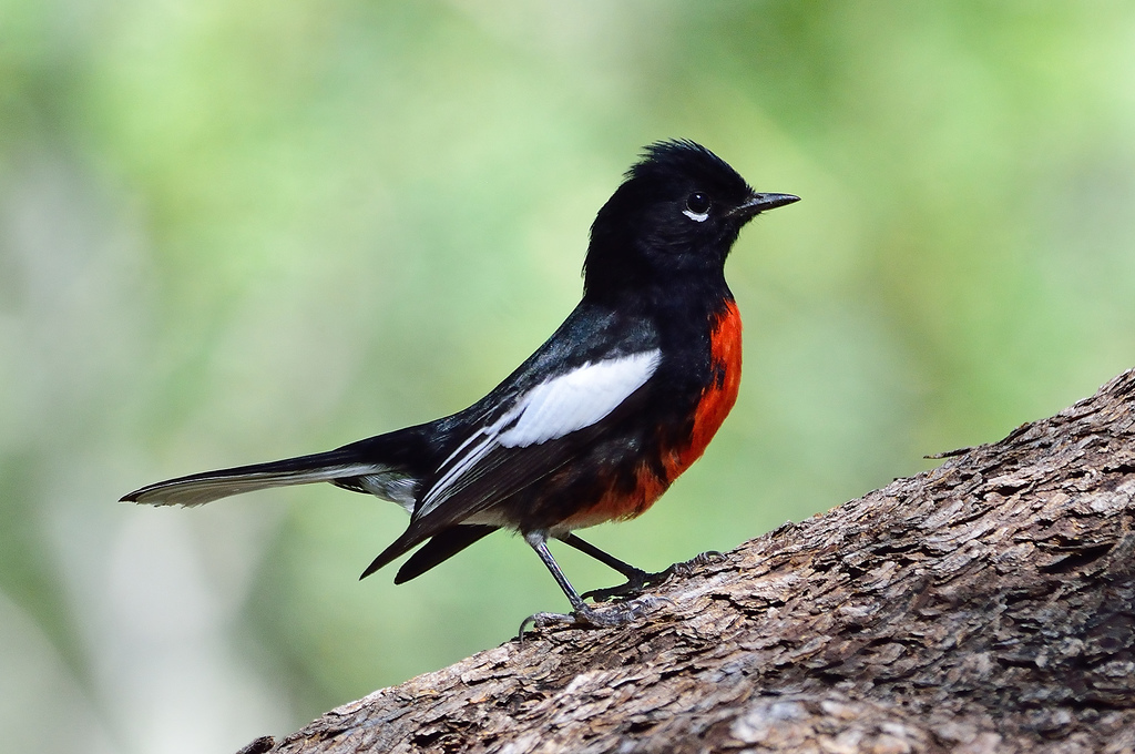 Painted Redstart (Myioborus pictus) photo