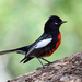 Painted Redstart - Photo (c) Ad Konings, some rights reserved (CC BY-NC), uploaded by Ad Konings