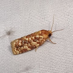 Choristoneura houstonana