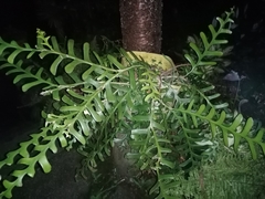 Selenicereus anthonyanus