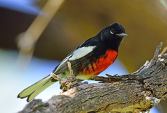 Painted Whitestart photo 5