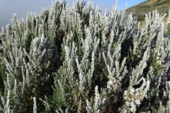 Diplostephium ericoides