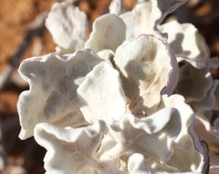 Ptilotus rotundifolius