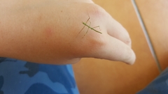 Phasmatinae