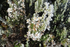 Diplostephium ericoides