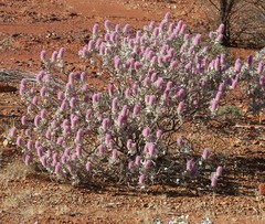 Ptilotus rotundifolius