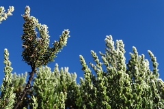 Diplostephium ericoides