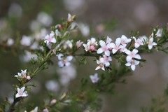 Cyanothamnus anemonifolius anemonifolius