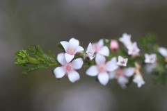 Cyanothamnus anemonifolius anemonifolius